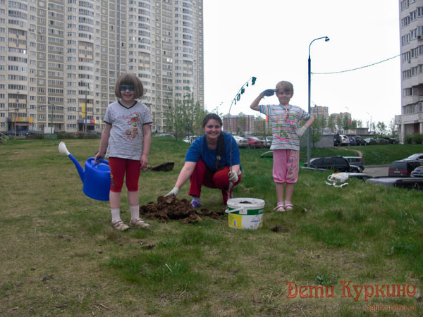 Посадка деревьев в Куркино